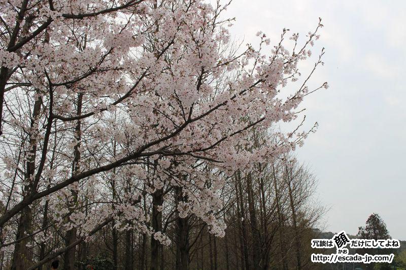 ゲン頭渚公園の桜