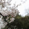 ゲン頭渚公園の桜